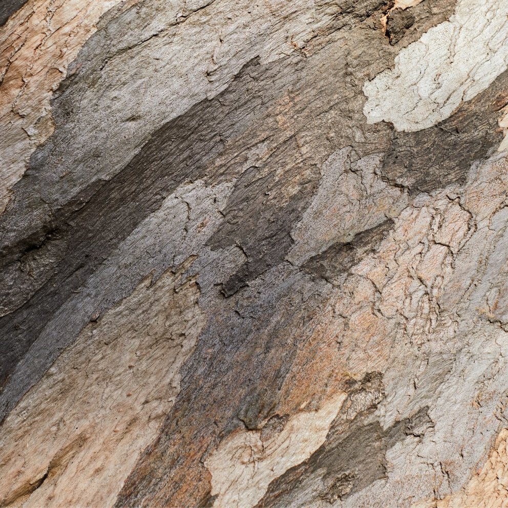 A close-up, color photo of Eucalyptus tree bark. 