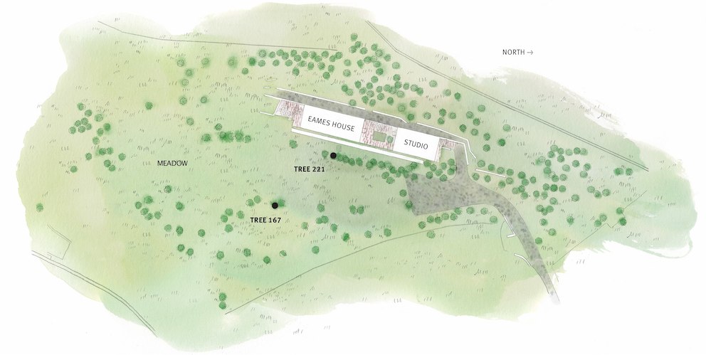 A watercolor map of the Eames House property that indicates the location of the two trees felled and their relationship to the house and studio.